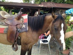 cavallo