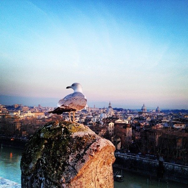 gabbiani a Roma