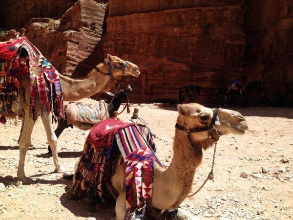 cammelli a Petra
