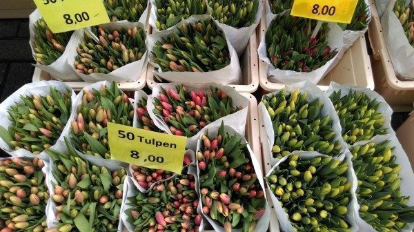 amsterdam-tulipani