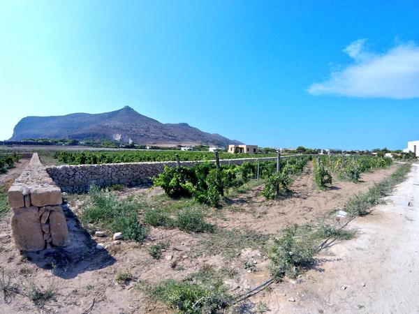 firriato-favignana-vigna