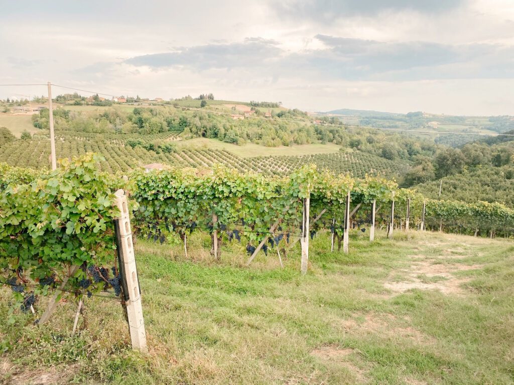 Langhe