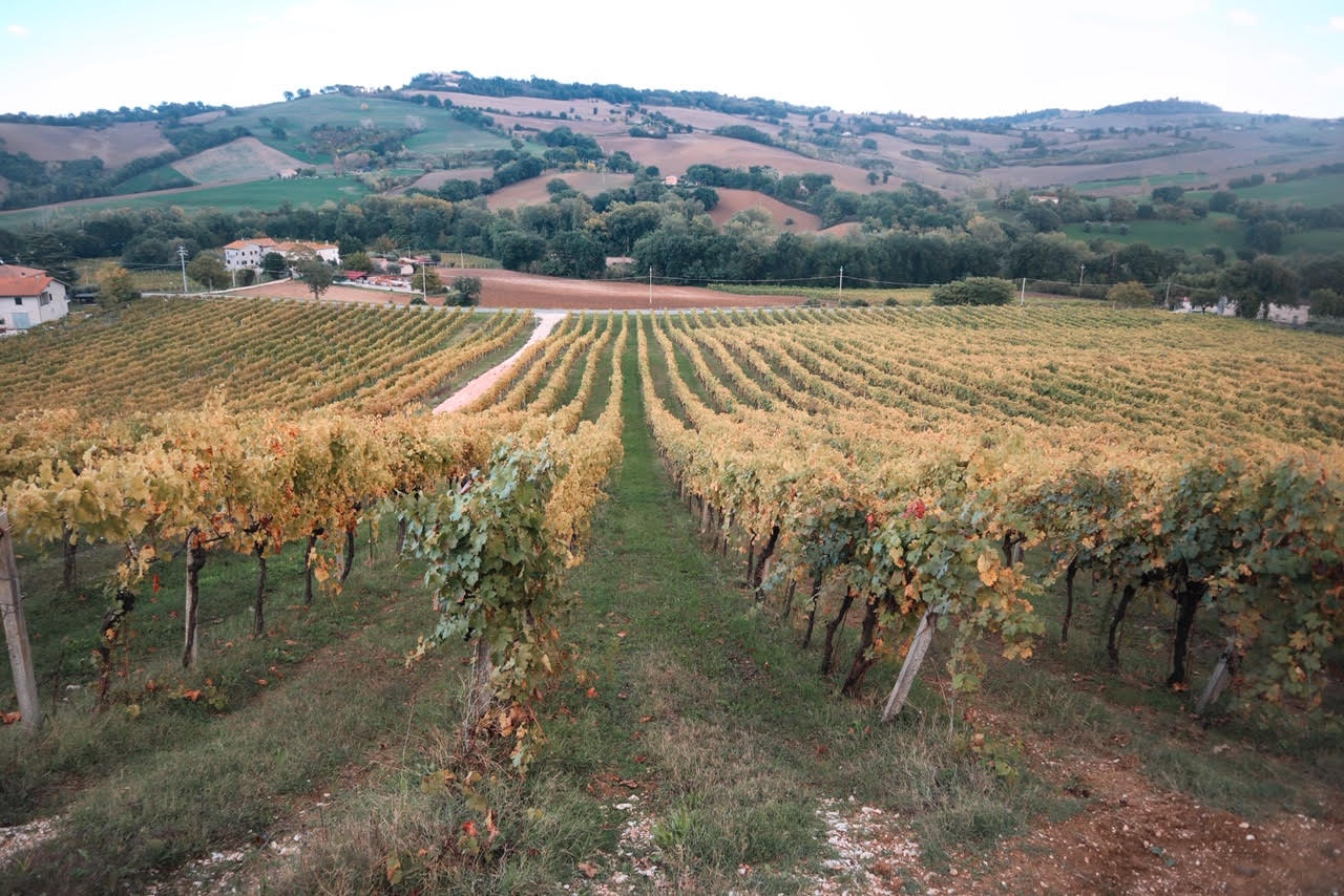 Vigne-Isola-di-Fano